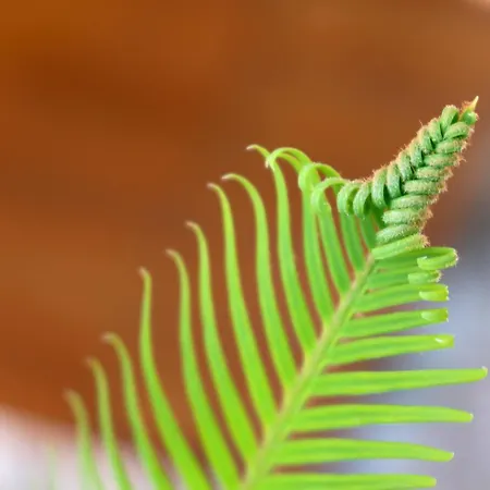 Pinna Hvar Hvar Town