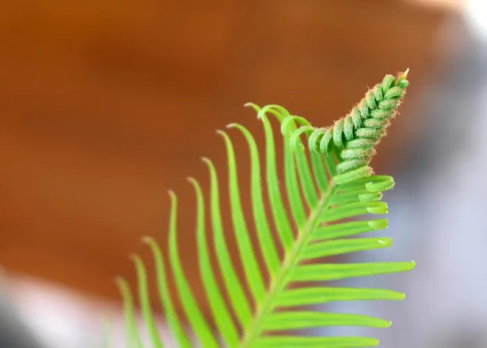 Pinna Hvar Hvar Town